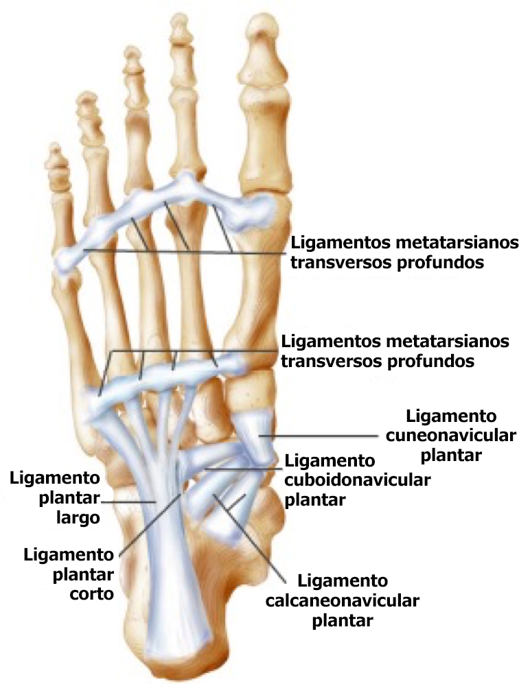 M sculos Y Tendones Del Pie Foot Pain And Problems Stanford M sculos Y Tendones Del Pie Foot Pain And Problems Stanford